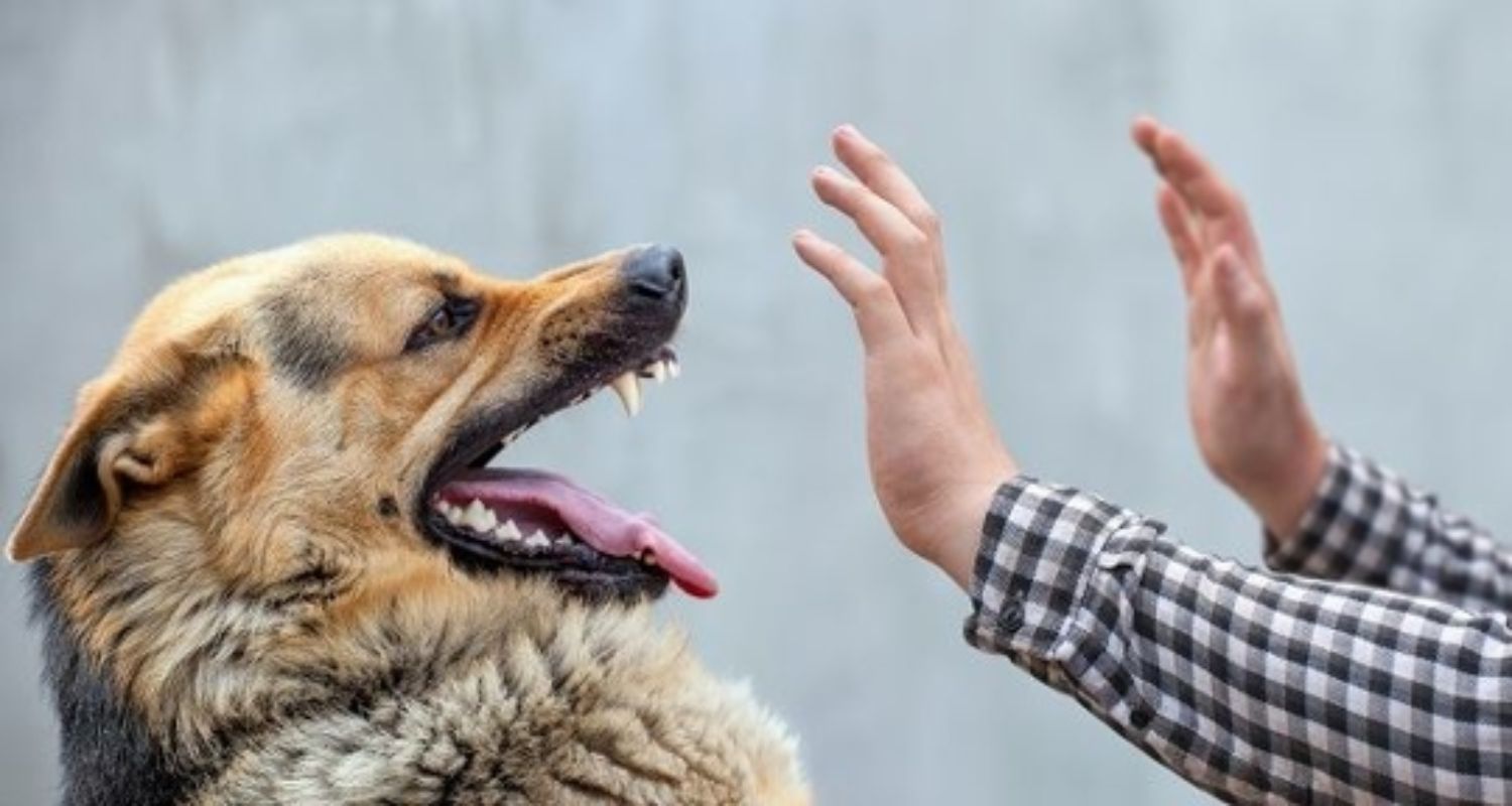 dog biting human