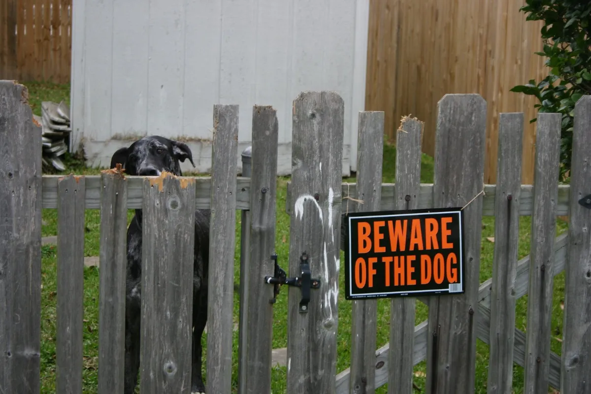 Dog behind a wooden fence with a Beware of the Dog sign