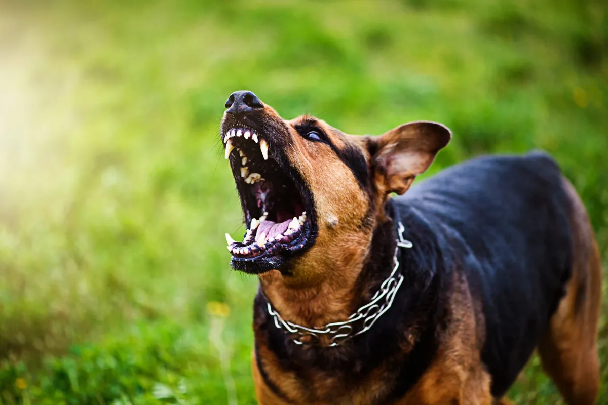 Aggressive dog growling outdoors