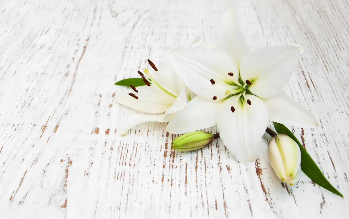 White lily blossoms resting on weathered white wood